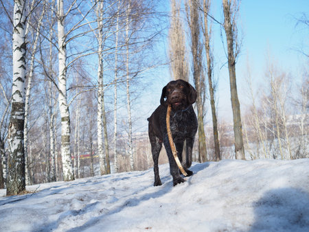German hunting dog. German Drathar in winter outdoors in the forest or in the park. high quality...