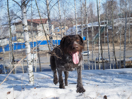 German hunting dog. German Drathar in winter outdoors in the forest or in the park. high quality...