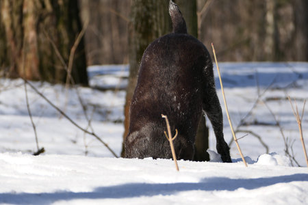 German hunting dog , German Drathaar in winter in the forest. high quality photo