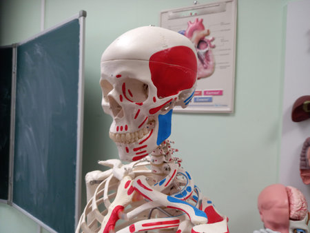 Skeleton anatomical, medical model. The study of human anatomy. high quality photoの写真素材