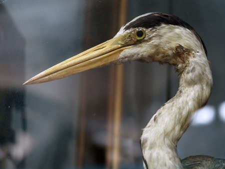 Gray heron. An exhibit of the zoological museum. The squad is stork-like. high quality photoの写真素材