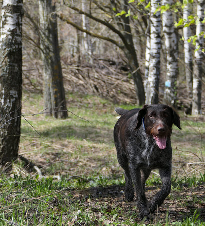 Hunting dog breed German drataar in the forest in the spring on the hunt. high quality photo