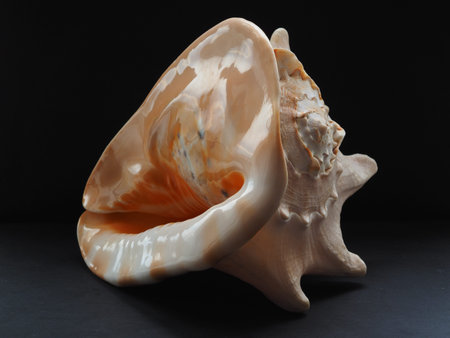 Sea shell, close-up, isolated on a black background. high quality photo