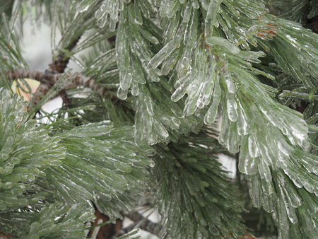 Freezing rain in winter. Anomalous natural phenomena. high quality photo