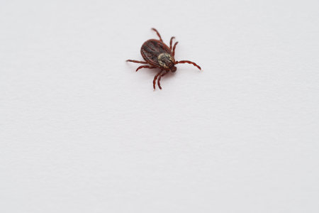 mite, Ixodid, encephalitic live tick close-up on a white background, macro photography. high quality...