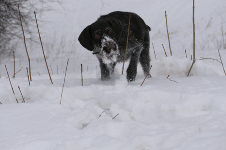 Dog running in the snow in winter.