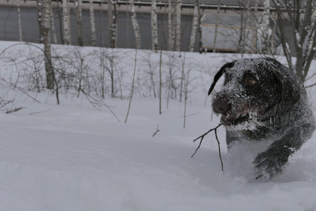 Dog playing with a stick in the snow on a winter day.