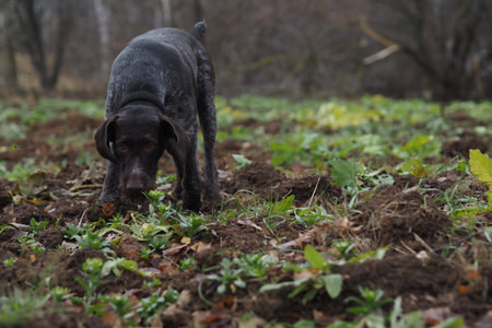 Hunting Dog German Wirehaired Point in its natural habitat. High quality photo