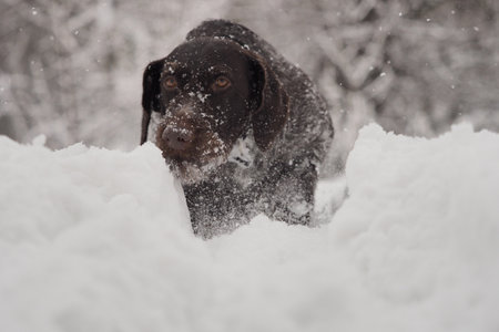 Portrait of a dog. German smooth-haired pointer in winter on the background of white snow. High quality photoの写真素材