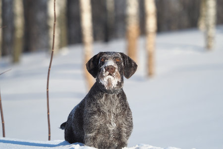 Portrait of a dog. German smooth-haired pointer in winter on the background of white snow. High...