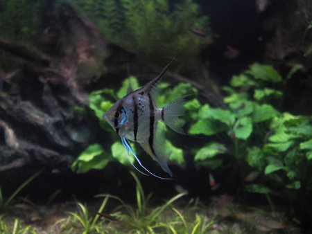 Beautiful, bright fish in a large saltwater aquarium. High quality photoの写真素材