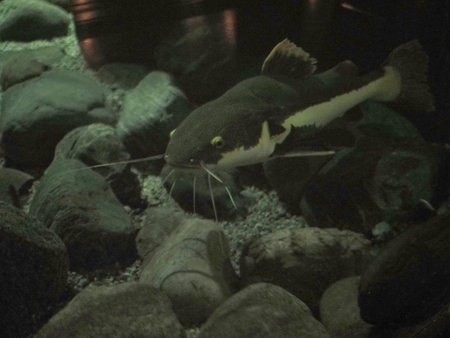 Predatory catfish swims in the water. High quality photo
