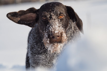 Portrait of a dog. German smooth-haired pointer. German Hunting Dog. High quality photo
