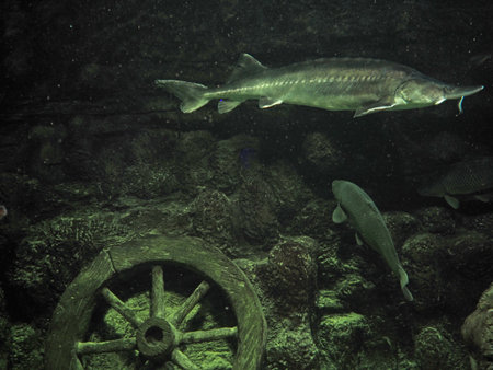 Atlantic sturgeon, large sturgeon in a marine aquarium. High quality photo