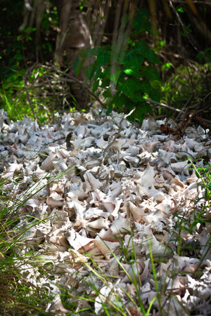 Cemetery shells, Caribbeanの写真素材