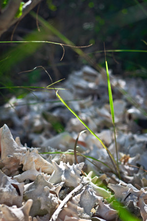 Cemetery shells, Caribbeanの写真素材