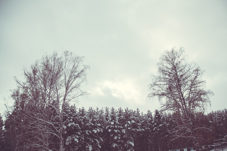 snowy forest with pine trees. Winter landscapeの写真素材