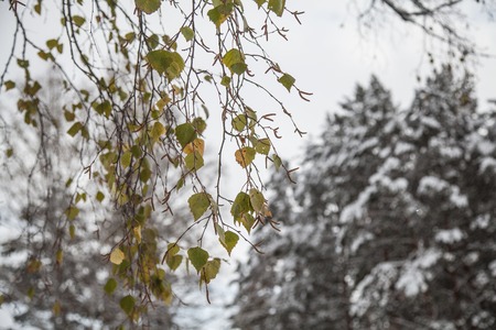 Green leaves of birch on a background of a winter snow-covered forestの写真素材