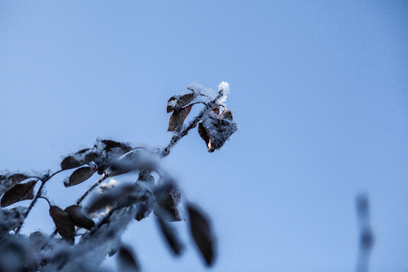 snow-covered tree branches against the blue skyの写真素材