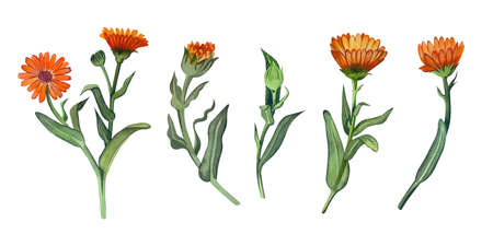 Hand-painted watercolor calendula flowers are bright orange with green foliage, isolated on a white background. Suitable for label design, natural cosmetics, aromatherapy, invitations.の写真素材