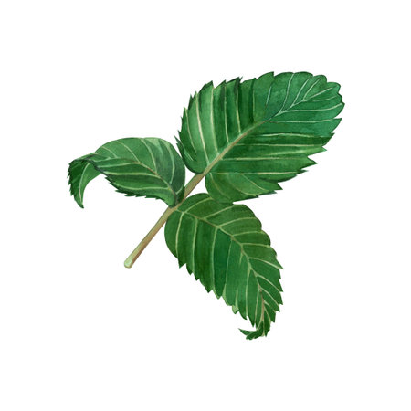 A green raspberry leaf hand-painted in watercolor isolated on a white background. It is perfect for...