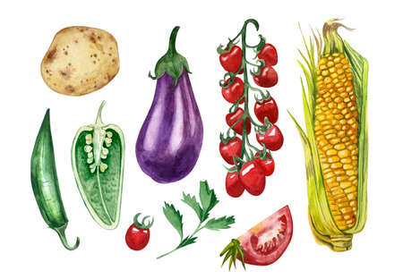 A set of watercolor vegetables: eggplant, cherry tomatoes, corn, pepper, potatoes, parsley hand-painted in watercolor on a white background. Suitable for scrapbooking, design, textiles, printing.の写真素材