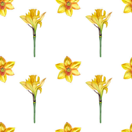 Seamless pattern with yellow daffodils hand-painted in watercolor on a white background. Suitable for the design of postcards, textiles, invitations and more.の写真素材