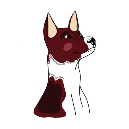 Portrait of an adult basenji dog. Brown with white color. The dog is drawn in vector. For printing, creativity, textiles, books.のイラスト素材
