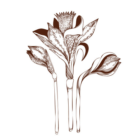 Vector illustration. A set of daffodil flowers drawn on a clipboard in dark brown vector. For the design of postcards, invitations, for the design of weddings and celebrations, for printing.のイラスト素材