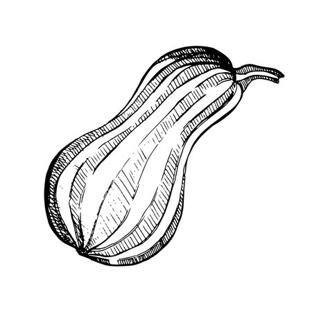 Vector illustration. Striped elongated pumpkin drawn in graphics on a white background. Suitable for printing on fabric, paper, design and creativity. For cards, invitations and advertising.のイラスト素材