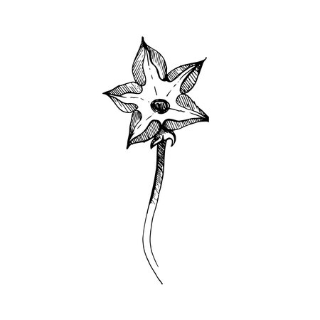 Vector illustration. A blossoming pumpkin flower, graphically drawn on a white background. Suitable for printing on fabric, paper, design and creativity. For cards, invitations and advertising.のイラスト素材