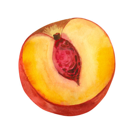 Watercolor illustration. Half of a nectarine with a seed painted in yellow and red watercolors on a white background. Suitable for printing on fabric, paper, for designing menusの写真素材