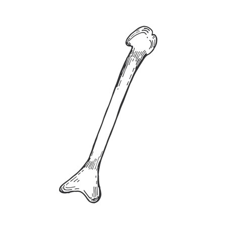 Animal bones, birds hand drawn with ink on a white background. Vector illustration for Halloween. Suitable for Halloween holiday decor, cards, invitations, creativity and scrapbooking.のイラスト素材