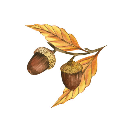 Acorns on branches with yellow and orange leaves, all objects are hand-drawn with watercolors on a white background. Watercolor illustration. Suitable for postcards, invitations, for design.の写真素材