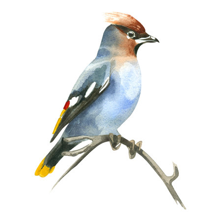 Blue waxwing bird with brown crest, bright wings hand painted in watercolor and isolated on white background. Watercolor illustration. Suitable for postcards, invitations, books.の写真素材