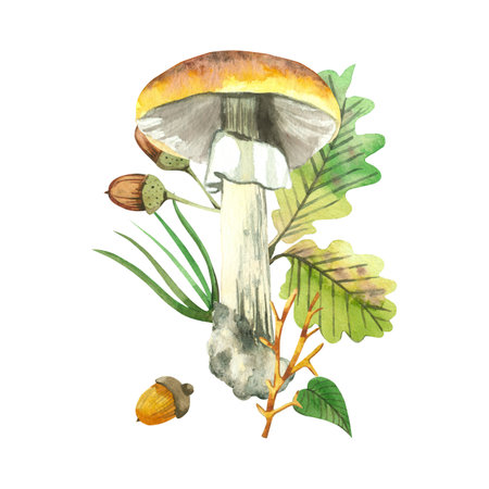 Yellow-capped boletus mushroom, acorns, pine needles, oak leaves, all objects hand-painted with watercolors. Watercolor illustration. Suitable for printing on fabric, postcards, packaging.の写真素材