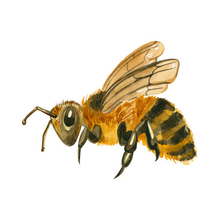 Bee with wings and striped fluffy body, hand painted in watercolor. Watercolor illustration of honey bee. Suitable for printing on fabric, paper, for design of cards, invitations, decor.の写真素材
