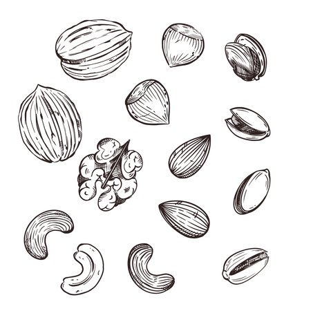A set of vector illustrations. Nuts, walnuts, almonds, pistachios, cashews, hazelnuts. All objects are hand-drawn in vector. Illustrations are suitable for printing on fabric, paper, food cosmetics.のイラスト素材