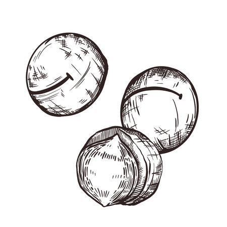 Inshell and unshelled macadamia nut, hand-drawn in vector. Vector illustration. For printing on food packaging, label design, tableware and fabric printing. Vector illustrationのイラスト素材