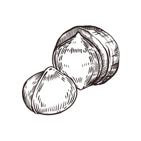Macadamia nut, half a nut in the shell, a whole nut without the shell. Vector illustration hand-drawn with ink. For printing on fabric paper, packaging of products with nuts, cosmetics, for tableware.のイラスト素材