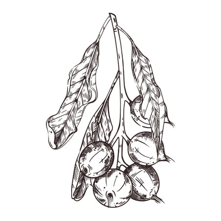 Vector illustration of a branch with macadamia nuts, a branch with leaves and green nuts. All objects are hand-drawn with ink. For printing on fabric, paper, packaging of goods, products.のイラスト素材