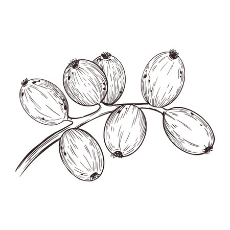 Vector illustration of a branch of green walnuts, all objects are hand-drawn with ink. Vector illustration is suitable for printing on paper, fabric, packaging of goods and food. Vector illustrationのイラスト素材