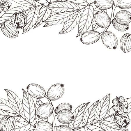 Vector frame made of walnut on a branch, tree leaves, ripe walnut. All objects are hand-drawn with ink. The illustration is suitable for printing on the packaging of goods, food, towel decor.のイラスト素材