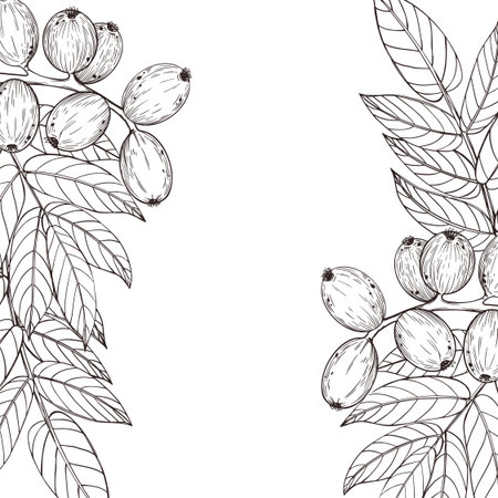Vector frame. Walnuts on a branch, green walnuts on a tree with leaves, hand-drawn with ink. Vector illustration for printing on packaging of goods, cosmetics, design and creativity. Vectorのイラスト素材