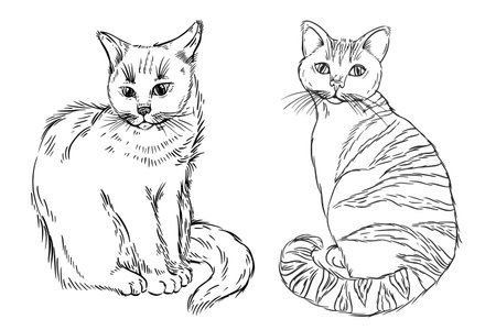 Vector illustrations of a cat and a cat, a fluffy cat and a striped, all the objects are hand-drawn with ink. The illustration is suitable for coloring, printing on cat food packaging, on fabric.のイラスト素材