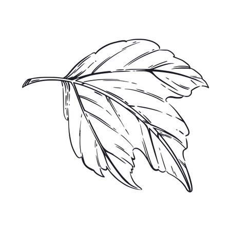 A large sheet of viburnum, a shrub, hand-drawn in ink and translated into a vector. The illustration is suitable for printing on paper and fabric, for textile design and packaging of food, cosmetics.のイラスト素材