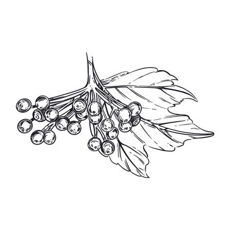 A branch of a viburnum shrub with leaves, berries, all objects are hand-drawn in ink and translated into a vector. The illustration is suitable for printing on fabric, tableware, product packaging.のイラスト素材