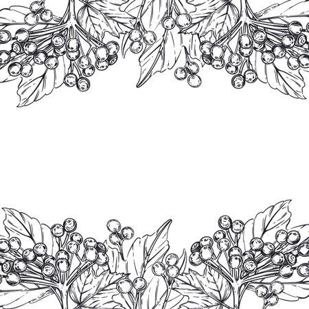 Vector illustration of viburnum berries, viburnum leaves. a frame for packaging, labels, for the design of food, cosmetics, textiles. Everything is hand-drawn with ink. Vector illustrationのイラスト素材