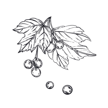Vector illustration of viburnum shrub, small twig with berries and leaves. All objects are hand-drawn in ink and converted into vector. For printing on the packaging of goods, products, cosmetics.のイラスト素材