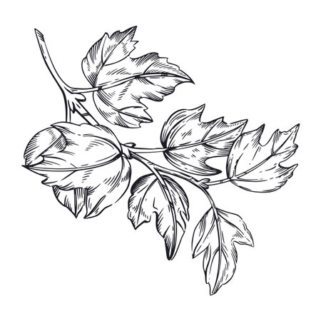 A branch of viburnum without berries, leaves of a viburnum shrub, hand-drawn in ink. Vector illustration is suitable for printing on textiles, tableware, label design. Vector illustrationのイラスト素材
